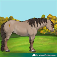 Horse Color:Liver Red Dun Rabicano 