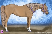 Horse Color:Palomino
