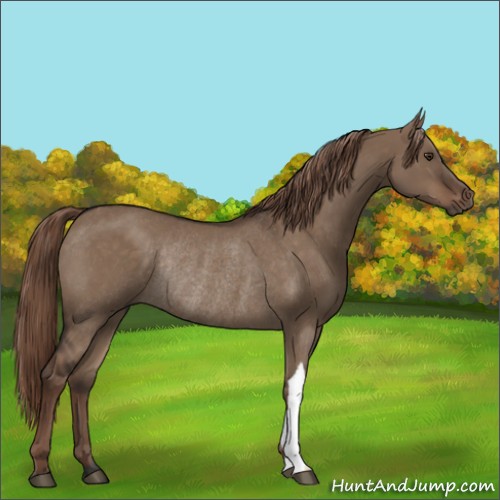 Horse Color:Liver Red Dun Rabicano 