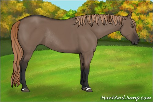 Horse Color:Liver Red Dun Rabicano