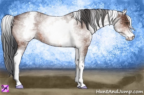 Horse Color:White Spotted Bay Roan