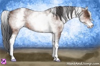 Horse Color:White Spotted Bay Roan