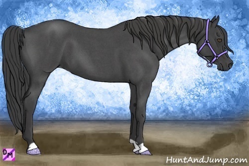 Horse Color:Smoky Blue Roan 