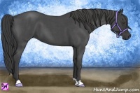 Horse Color:Smoky Blue Roan 
