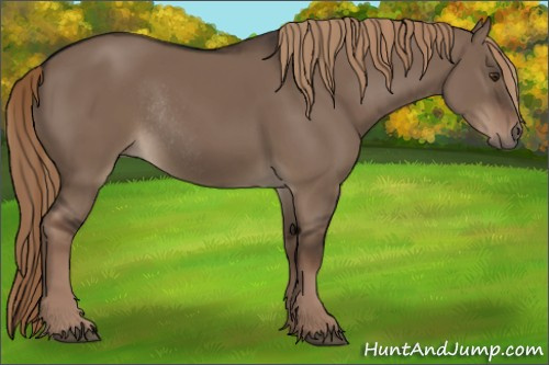 Horse Color:Liver Red Dun Rabicano 