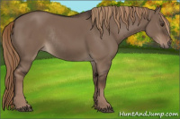 Horse Color:Liver Red Dun Rabicano