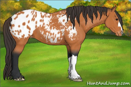 Horse Color:Bay Appaloosa 