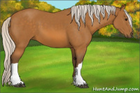 Horse Color:Silver Buckskin