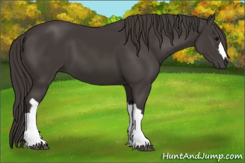Horse Color:Smoky Black 