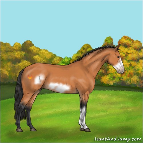 Horse Color:Bay Frame 