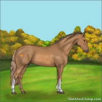 Horse Color:Chestnut 