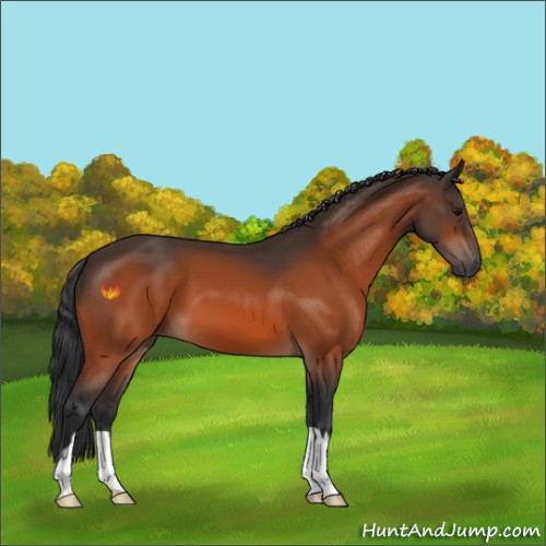 Horse Color:Bay 
