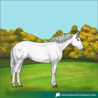 Horse Color:Gray Bay Dun Rabicano