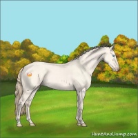Horse Color:Perlino Roan Dun 