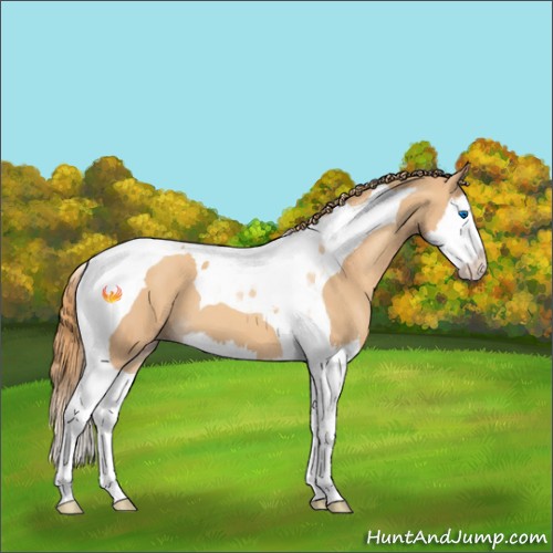 Horse Color:Gold Champagne Splash Tobiano