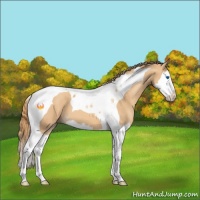 Horse Color:Gold Champagne Splash Tobiano 