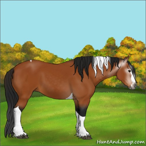 Horse Color:Gray Bay Splash Tobiano 