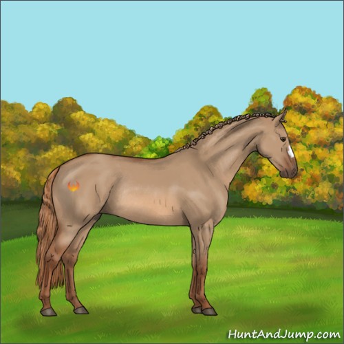 Horse Color:Red Dun Rabicano