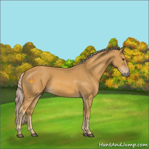 Horse Color:Palomino 