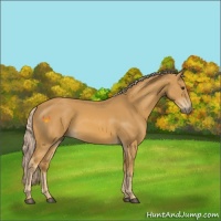 Horse Color:Palomino 