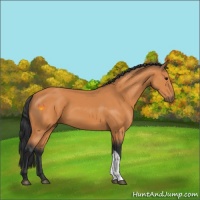 Horse Color:Bay 