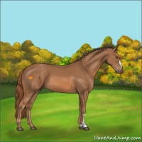 Horse Color:Chestnut 