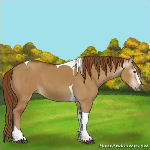 Horse Color:Gray Red Dun Splash Tobiano 