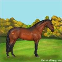 Horse Color:Bay 