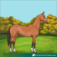 Horse Color:Bay 
