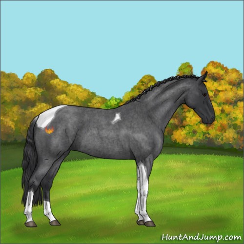 Horse Color:Blue Roan Tobiano 