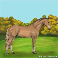 Horse Color:Chestnut Rabicano 