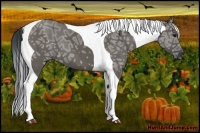 Horse Color:Grullo Ice Tobiano