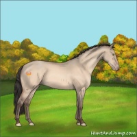 Horse Color:Amber Champagne Dun 