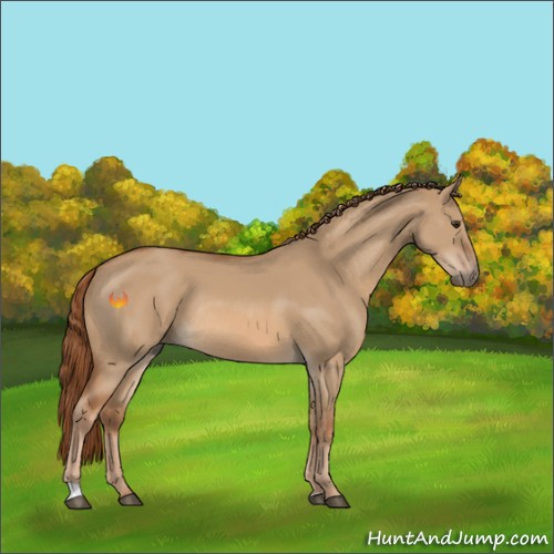 Horse Color:Red Dun Rabicano