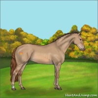 Horse Color:Red Dun Rabicano 