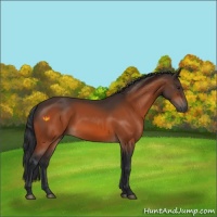 Horse Color:Brown 