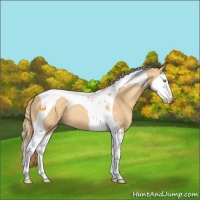 Horse Color:Gold Champagne Splash Tobiano 