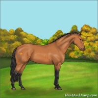 Horse Color:Bay 