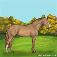 Horse Color:Chestnut 