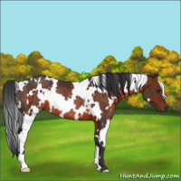 Horse Color:White Spotted Brown Rabicano 