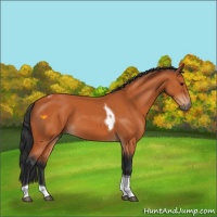 Horse Color:Bay Tobiano 