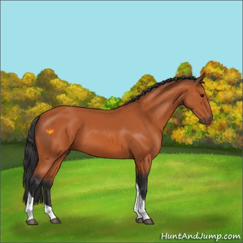 Horse Color:Bay Tobiano 