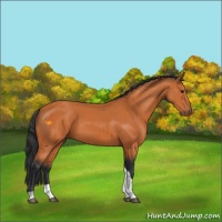 Horse Color:Bay Tobiano 