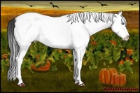 Horse Color:White Spotted Smoky Grullo Ice Splash Tobiano