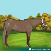 Horse Color:Liver Red Dun Rabicano 