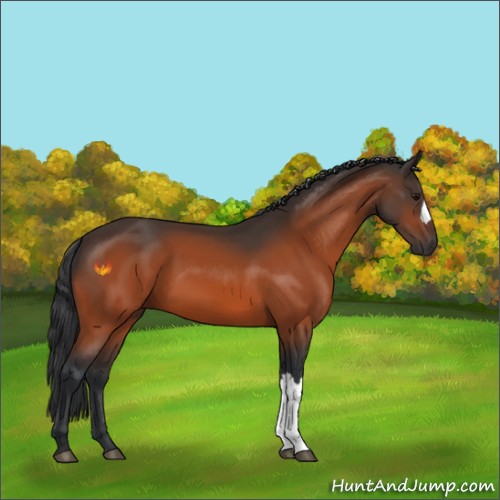 Horse Color:Bay 