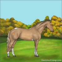 Horse Color:Red Roan Tobiano 