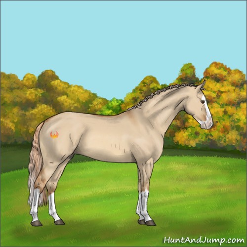 Horse Color:Red Dun Splash