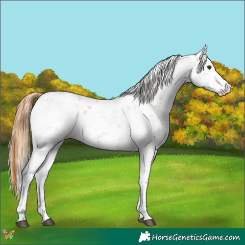 Horse Color:Chestnut Sabino 