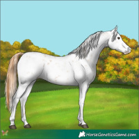 Horse Color:Chestnut Sabino 